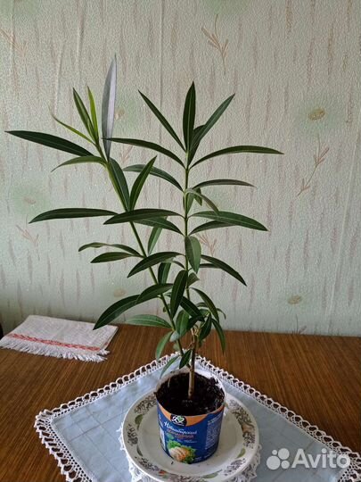 Олеандр розовый