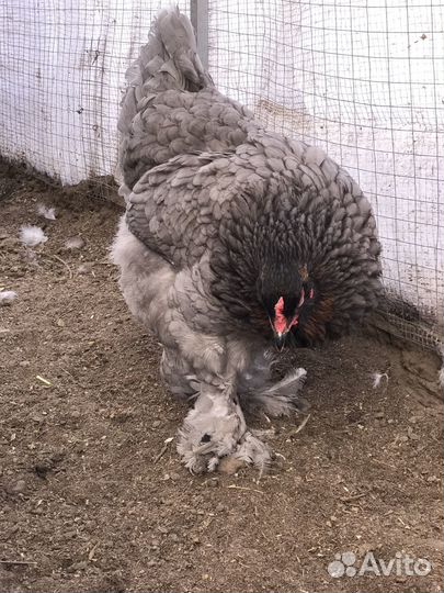 Инкубационное яйцо. Петухи. Индюшата