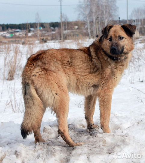 Толик
