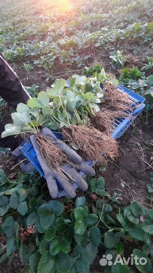 Рассада альба