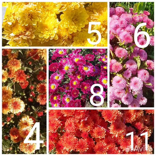 Хризантема мультифлора