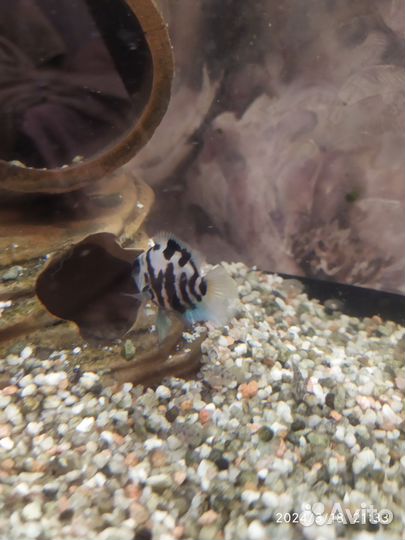 Рыбка сапфировый попугай