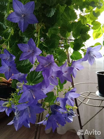 Кампанула жених детки