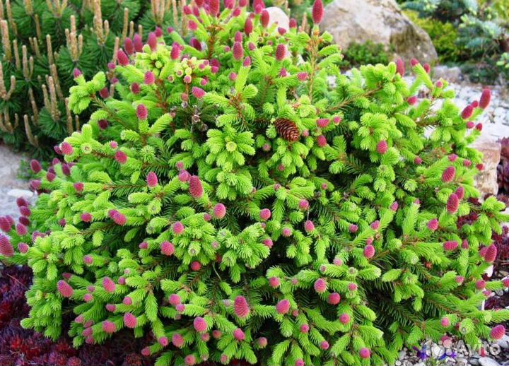 Ель Пуш(Push) С5 30-40см