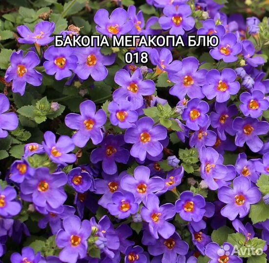 Бакопа, лобелия, немезия, сцевола