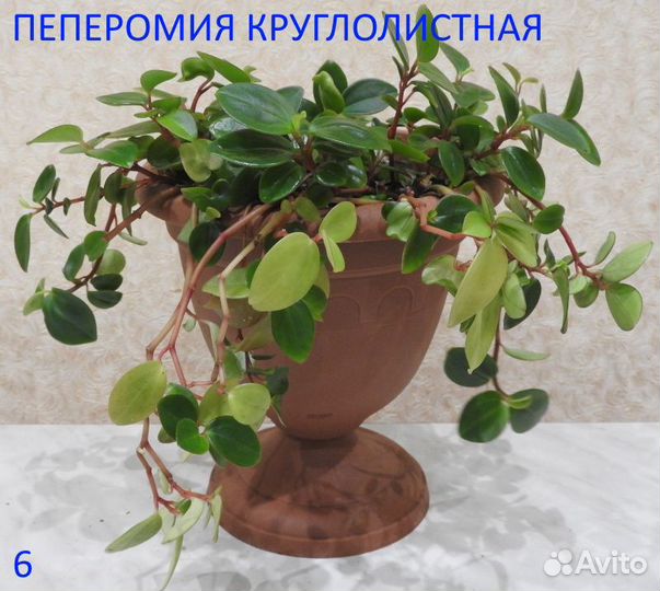 Комнатные цветы в горшках