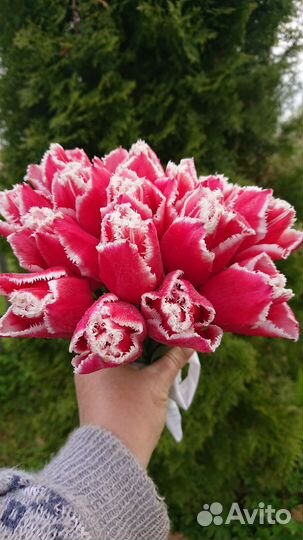 Тюльпаны (луковицы)