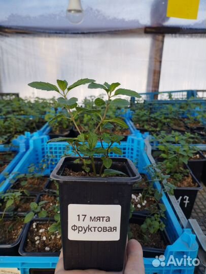 Вегетативная мята 39 видов