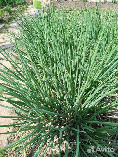 Хоста цветы