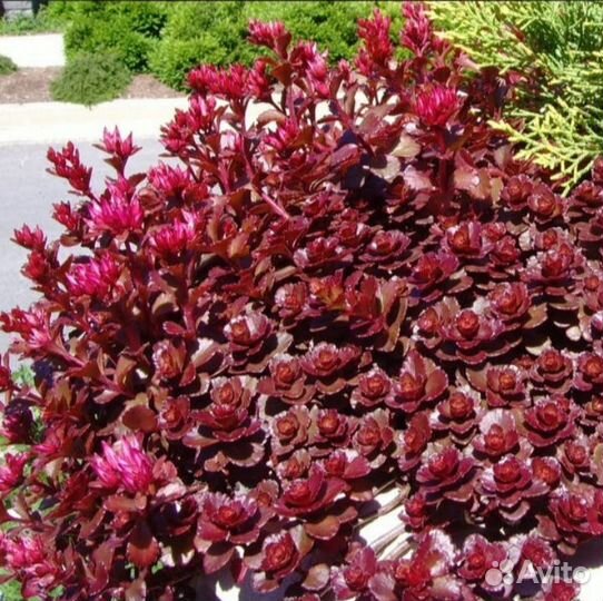 Очиток Dragons Blood (Дрэгонс Блад), растение
