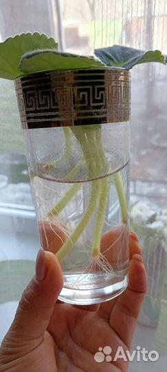 Фиалка листок с корешками