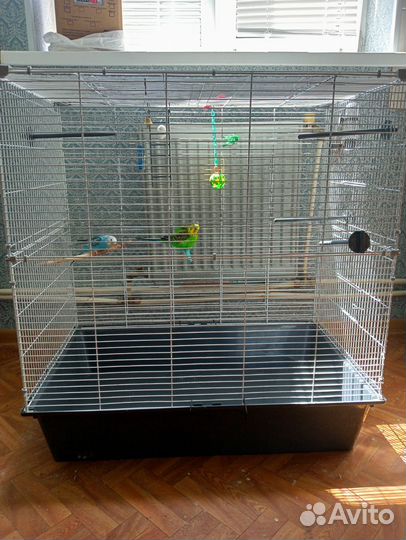 Пара волнистых попугайчиков