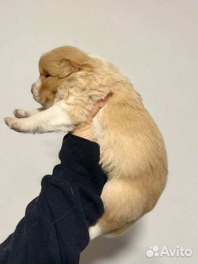 Рыжие бордер колли