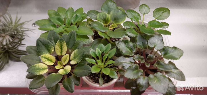 Фиалки сортовые