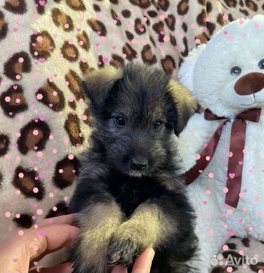 Щеночки в добрые руки