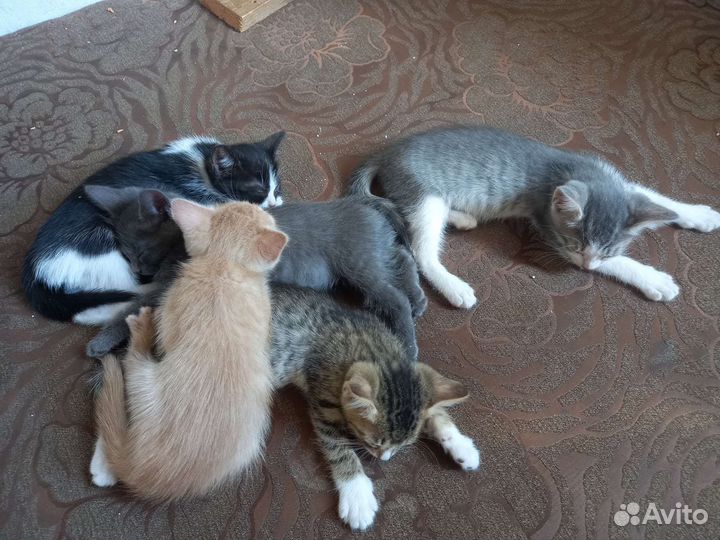 Котята в добрые руки