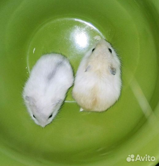 Разноцветные, джунгарские хомячки (мандарин, жемчу