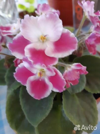 Фиалка в цветении