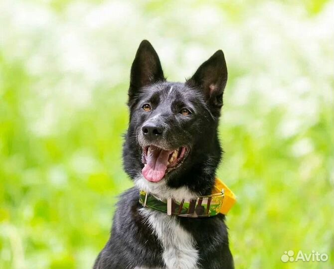 Собака метис овчарка в добрые руки