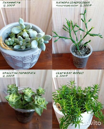 Суккуленты