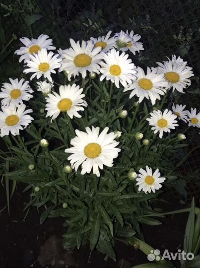 Многолетние цветы и кустарники