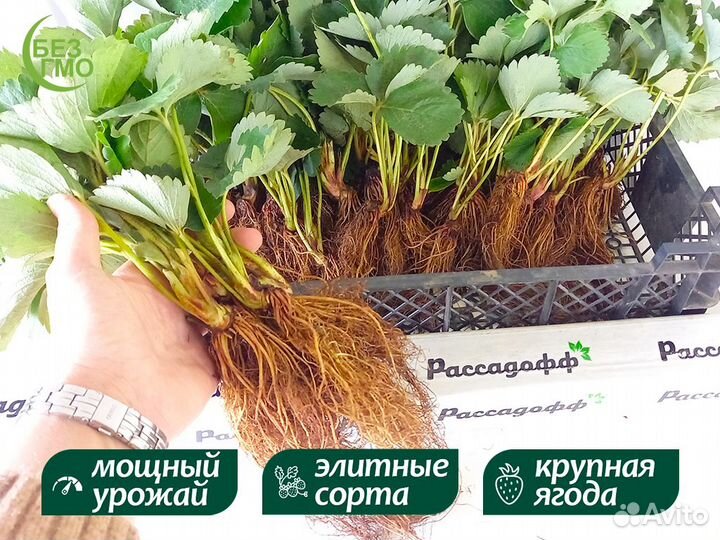 Рассада клубники. Опт от 64 шт