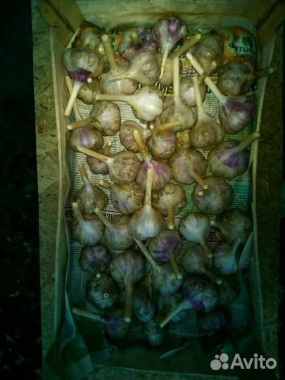 Чеснок сортовой, крупный
