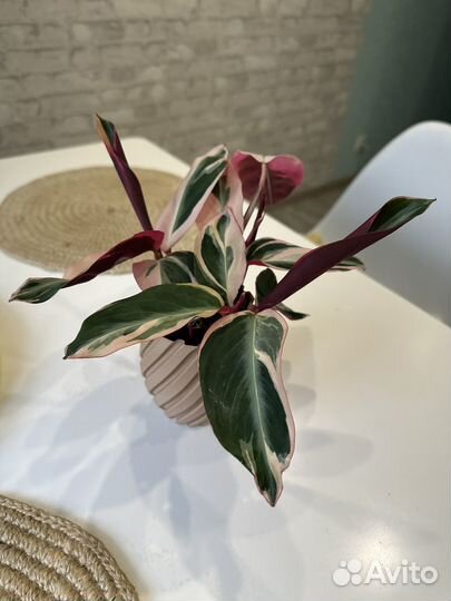 Строманта триколор