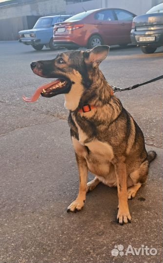 Собака в добрые руки