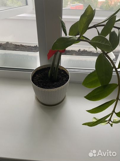 Продам цветок комнатный