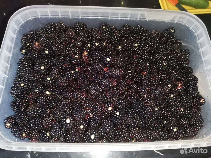 Ежевика наивкуснейшая. 1л 250р