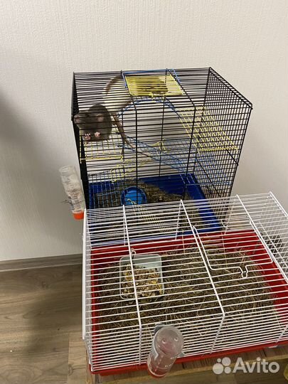 Крысы дамбо с клеткой