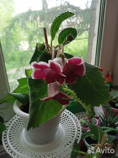 Глоксиния листья