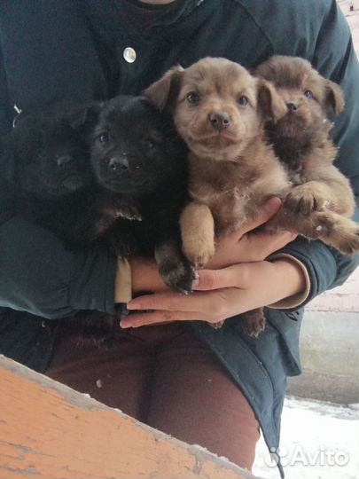 Отдам щенят в добрые руки