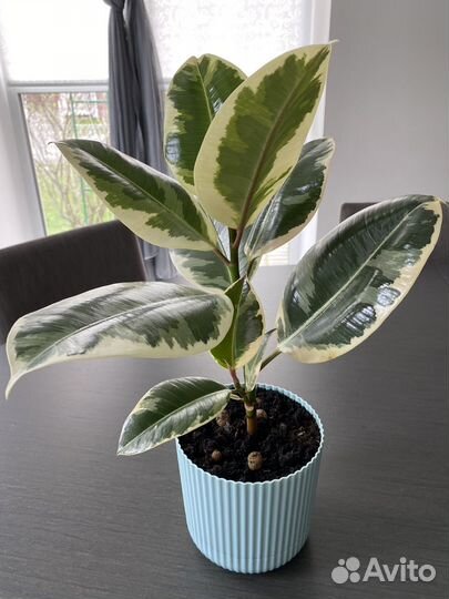 Фикус Эластика Тинеке