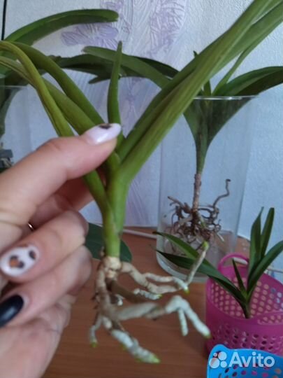 Орхидея ванда