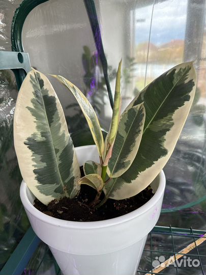 Фикус каучуконосный