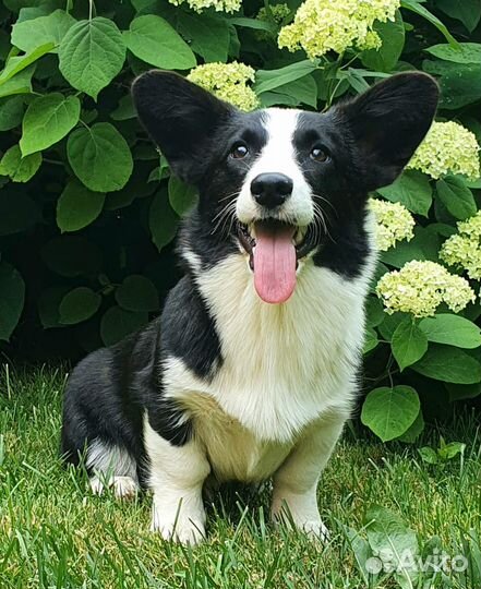 Щенки Вельш-корги кардиган