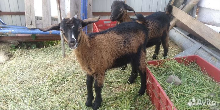 Козлята