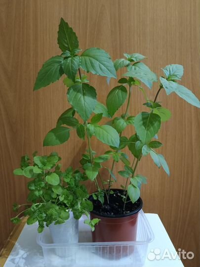 Мята Пеннироял+Базилик