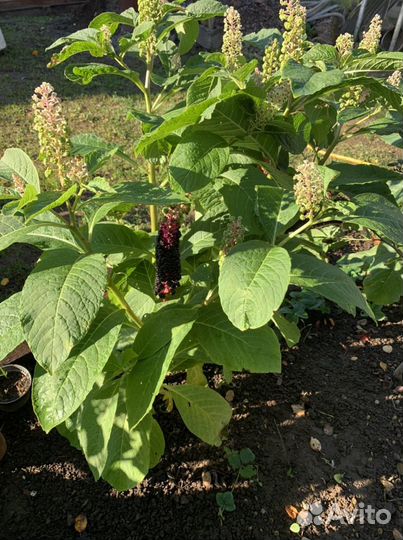 Продам растение Лаконоса или Фитолакка