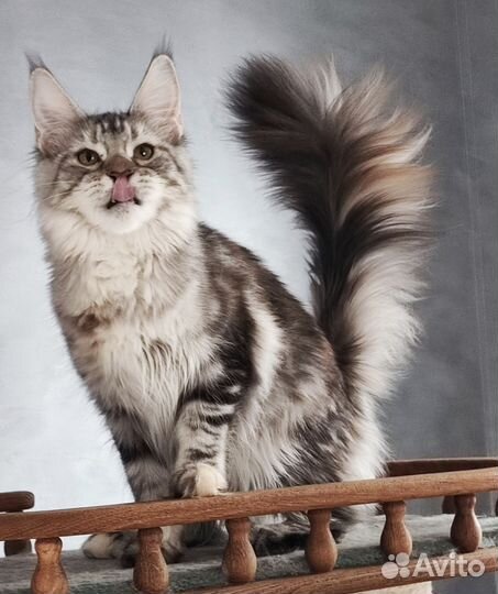 Серебряная королева