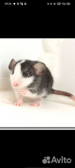 Крыса дамбо