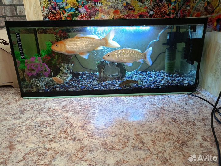 Продам аквариум с рыбками