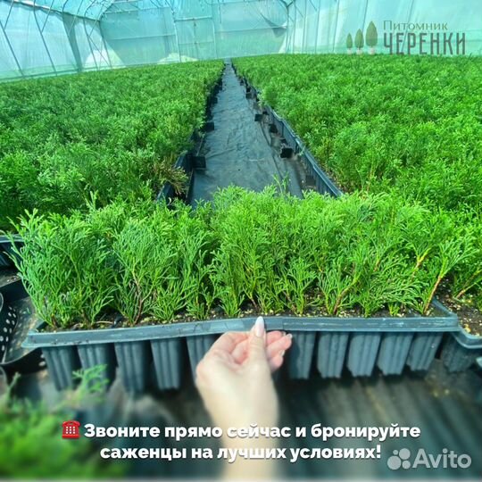 Черенки туи