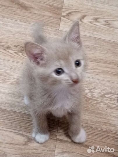Рыжий котенок