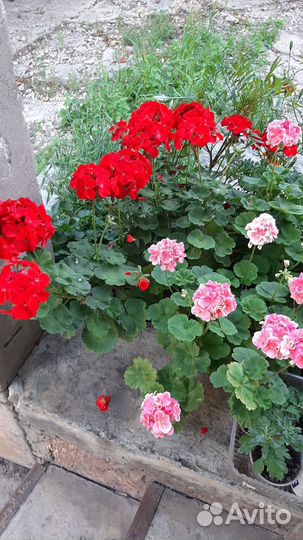 Пеларгония махровая