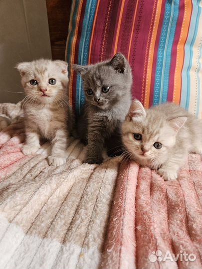 Шотландские котята