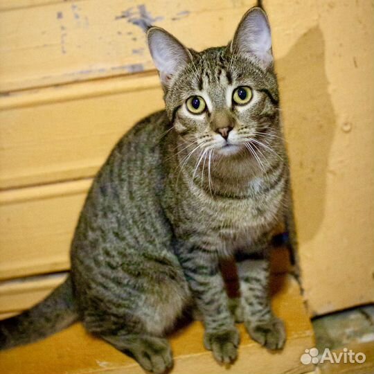 Капитошка, 8 месяцев