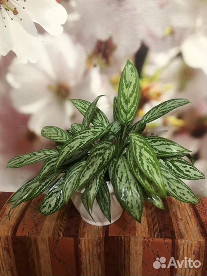 Аглаонема сильвер квин